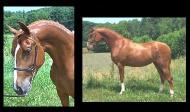 chestnut Pure Spanish sabino filly for sale